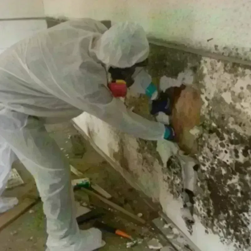 Mold Remediation and Removal in Barnes County, ND